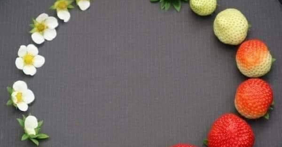 Did You Know The Life Cycle Of A Strawberry Actually Starts Out As A Pretty White Flower?