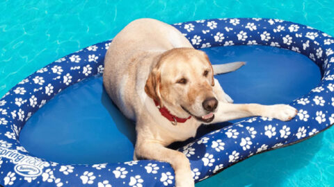 You Can Get A Pool Float For Your Dog That Is Claw-Proof and It Is Genius