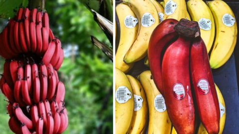 You Can Plant Red Banana Trees That Taste Just Like Raspberries