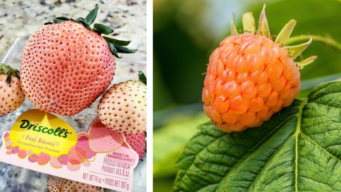 Rosé Strawberries Are A Real Thing And I Need To Try Them