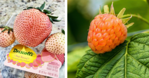 Rosé Strawberries Are A Real Thing And I Need To Try Them