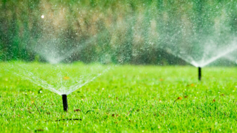 Dear Everyone, Your Grass Doesn’t Need To Be Green