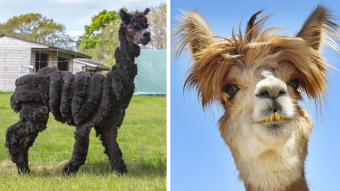 These Alpacas With Incredible Hair Are The Cutest Thing You Will See All Day