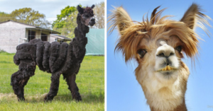 These Alpacas With Incredible Hair Are The Cutest Thing You Will See All Day