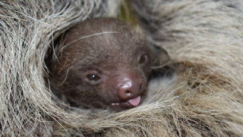 This Baby Sloth Was Just Born At A Massachusetts Zoo And I Can’t Even Take How Cute It Is