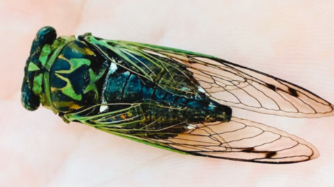 Creepy Green Dog-Day Cicadas Are Here And They Like To Scream