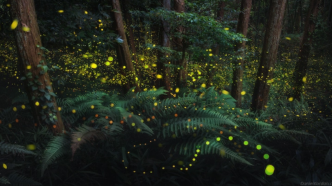 This Photographer Caught Thousands Of Fireflies On Film And It Is Absolutely Magical