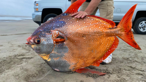 A 100 Pound Tropical Fish Was Discovered On A Beach Proving The Ocean Still Contains Mysteries