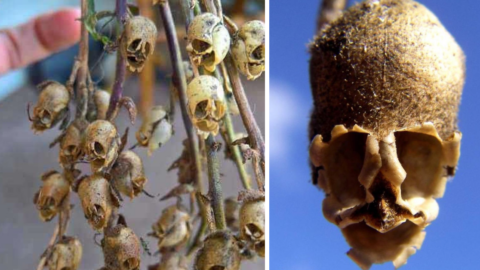 You Can Plant Flowers That Are Beautiful While Alive But Look Like Human Skulls When They Die