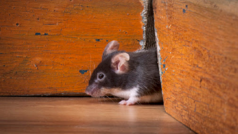 The Best And Inexpensive Ways To Keep Mice Out Of Your House