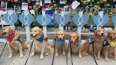A Group of Golden Retrievers Were Sent To Surfside To Comfort To The Rescue Workers In The Way Only A Dog Can Do