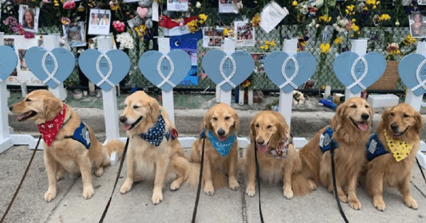 A Group of Golden Retrievers Were Sent To Surfside To Comfort To The Rescue Workers In The Way Only A Dog Can Do