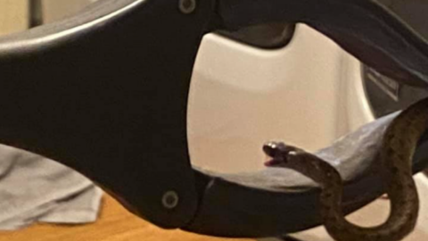 A Woman Found 17 Snakes Under Her Bed And I May Never Sleep Again