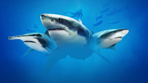 Here’s The Schedule For ‘Shark Week’ 2021 And How To Watch For Free!
