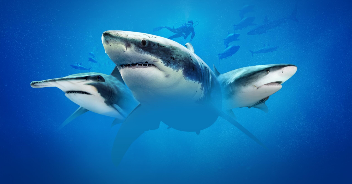 Here’s The Schedule For ‘Shark Week’ 2021 And How To Watch For Free!