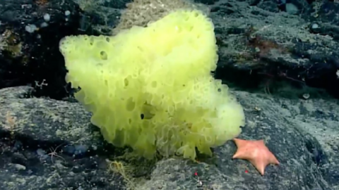 A Real-Life SpongeBob And Patrick Starfish Were Spotted Together In The Deep Sea And I Can’t Believe It