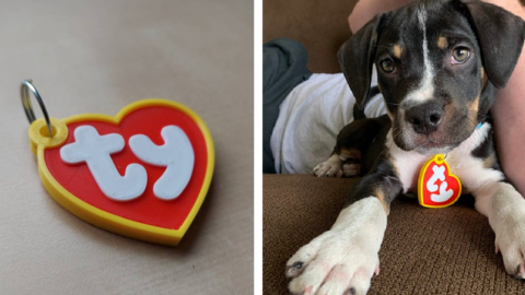 You Can Get A TY Pet Tag To Make Your Pet Look Like A Beanie Baby And It’s Absolutely Adorable