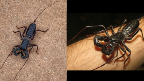 There Are ‘Whip Scorpions’ That Shoot Acid From Their Tails And I Think I’ll Stay Indoors Now