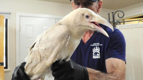 A Rare White Raven Was Found Hurt On Vancouver Island And A Rescue Center Has Saved Its Life