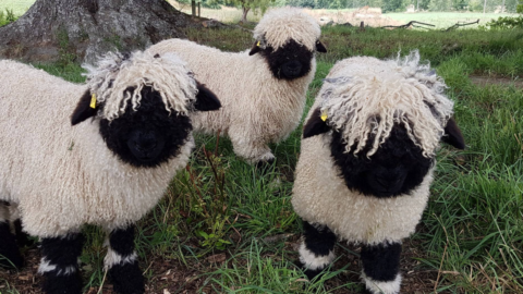 There Are Fluffy Blacknose Sheep You Can Own As A Pet and They Are Adorable