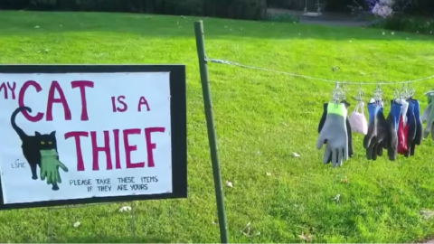 This Cat Is A Thief And Its Owner Publicly Exposed Her So Neighbors Could Reclaim Stolen Items
