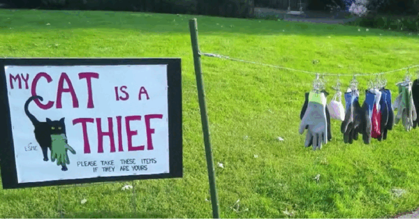 This Cat Is A Thief And Its Owner Publicly Exposed Her So Neighbors Could Reclaim Stolen Items