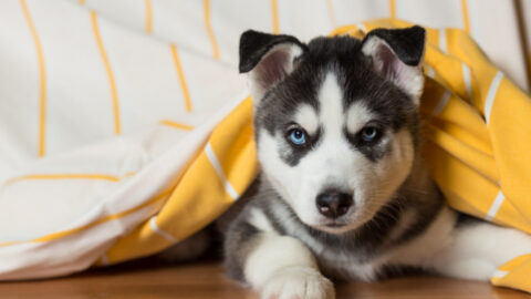 Did You Know That Dogs Know When People Are Lying?
