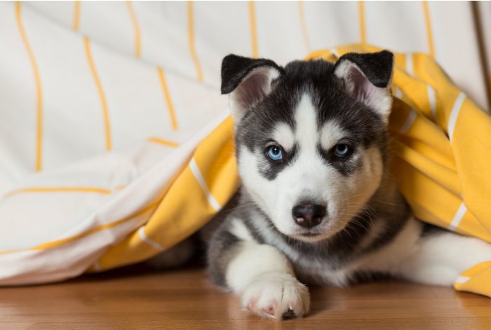 Did You Know That Dogs Know When People Are Lying?