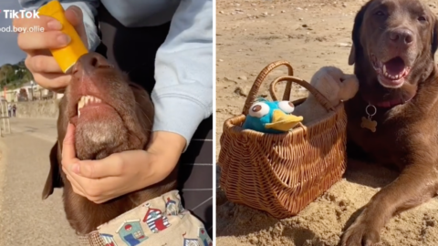 Did You Know Your Dog Needs To Wear Sunscreen Too?