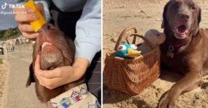 Did You Know Your Dog Needs To Wear Sunscreen Too?