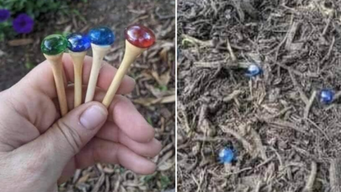 This Garden Hack Will Make It Easier To Remember Which Seeds You Planted Where