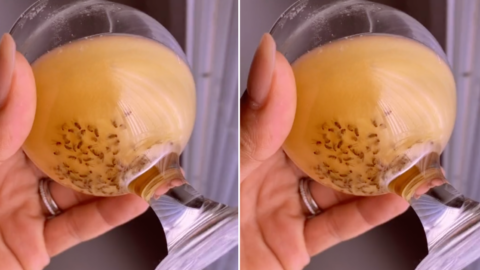 Here’s The Best Way to Get Rid of Gnats
