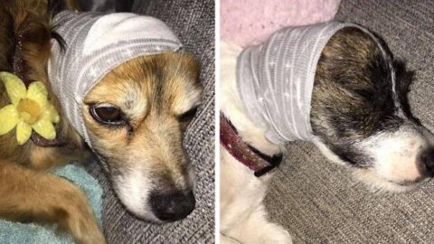 People Are Using A Pair of Socks To Calm Their Pets During Fireworks and It’s Pure Genius