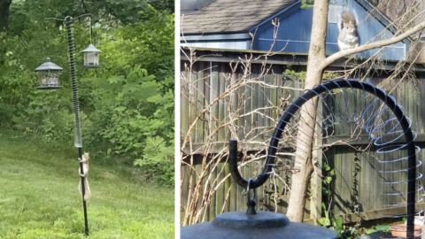 People Are Using Slinkies To Keep The Squirrels Away From Their Bird Feeders And It’s Hilariously Awesome