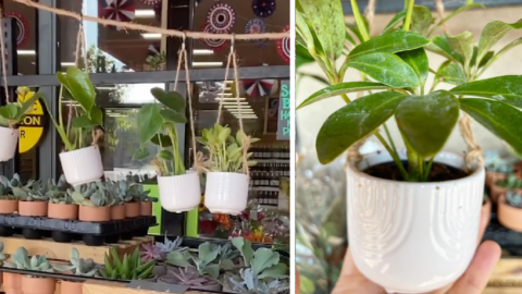 Trader Joe’s Has $5 Mini Hanging Plants And I’m Obsessed