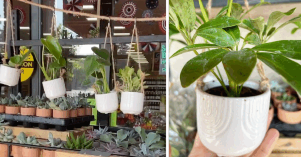 Trader Joe's Has $5 Mini Hanging Plants And I'm Obsessed