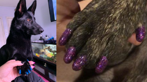 These Vinyl Nail Covers Help Protect Your Floors While Giving Your Dog The Perfect Pedicure