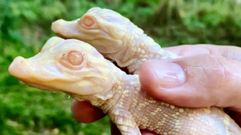Two Albino Alligator Babies Were Born At A Zoo In Florida And I Have To Go See Them