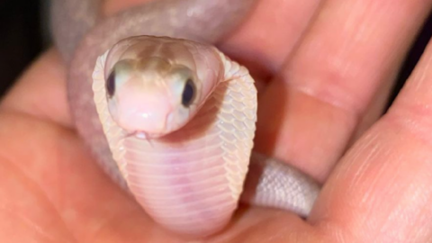 This Man Died After Deciding To Chew On A Live Baby Viper