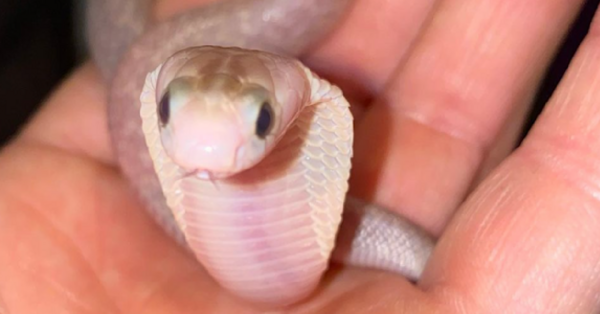 This Man Died After Deciding To Chew On A Live Baby Viper