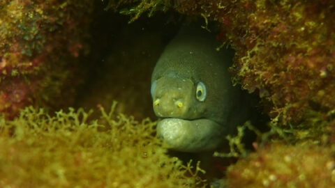 So, Apparently People Believe Eels Don’t Have Reproductive Organs