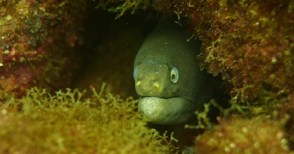 So, Apparently People Believe Eels Don’t Have Reproductive Organs
