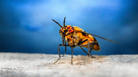 Make Homemade DIY Mosquito Repellent Recipe Spray With Essential Oils (Naturally)