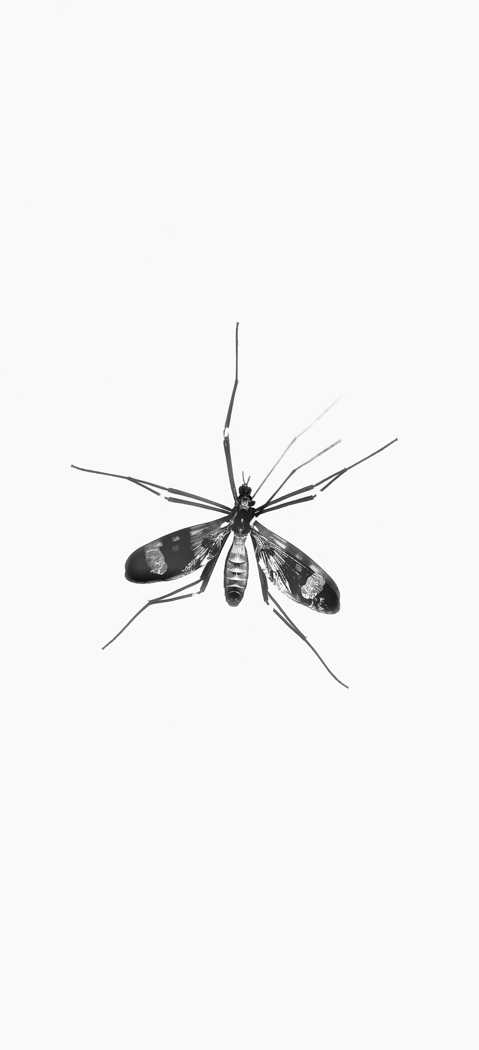 essential oil mosquito repellent recipes