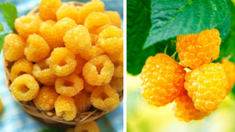 You Can Grow Golden Raspberries That Are Almost Too Beautiful To Eat