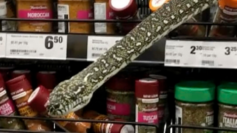 This 10-Foot Python Was Hanging Out On The Spice Aisle Waiting To Surprise Unsuspecting Grocery Store Guests