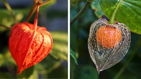 Japanese Lantern Plants Are Pure Beauty and I Totally Want Some