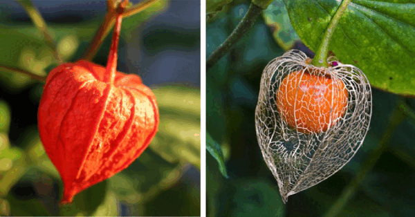 Japanese Lantern Plants Are Pure Beauty and I Totally Want Some