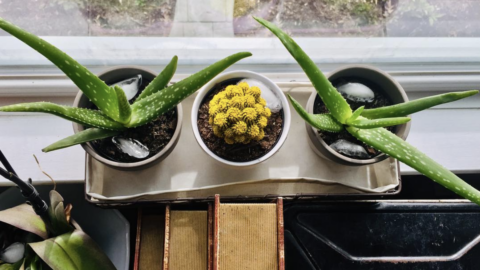 This Genius Ice Cube Hack Will Help You Save Your Houseplants