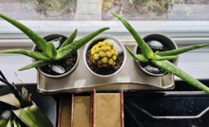 This Genius Ice Cube Hack Will Help You Save Your Houseplants